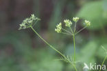 Franse aardkastanje (Conopodium majus) 