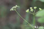 Franse aardkastanje (Conopodium majus) 