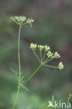 Franse aardkastanje (Conopodium majus) 