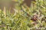 Gaspeldoornsprinkhaan (Chorthippus binotatus)