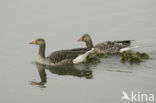 Grauwe Gans (Anser anser)