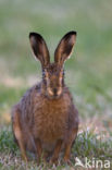 Haas (Lepus europaeus)