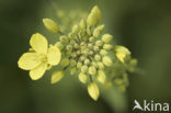 Herik (Sinapis arvensis)