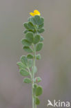 Klein kroonkruid (Coronilla minima)