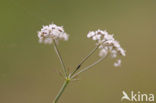 Kranskarwij (Carum verticillatum) 