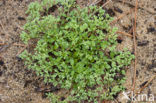 Kransmuur (Polycarpon tetraphyllum)