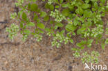 Kransmuur (Polycarpon tetraphyllum)