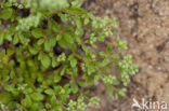 Kransmuur (Polycarpon tetraphyllum)