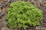 Kransmuur (Polycarpon tetraphyllum)