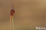 Kwelderzegge (Carex extensa)