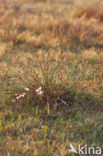 Kwelderzegge (Carex extensa)