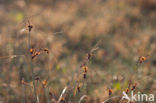 Kwelderzegge (Carex extensa)