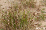 Kwelderzegge (Carex extensa)