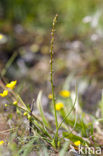 Marsh Arrowgrass (Triglochin palustris)