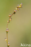 Marsh Arrowgrass (Triglochin palustris)