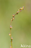 Marsh Arrowgrass (Triglochin palustris)