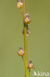 Marsh Arrowgrass (Triglochin palustris)