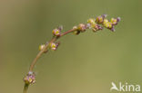 Moeraszoutgras (Triglochin palustris)