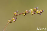 Marsh Arrowgrass (Triglochin palustris)