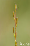 Marsh Arrowgrass (Triglochin palustris)