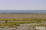 Nationaal park Schiermonnikoog