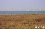 Nationaal park Schiermonnikoog