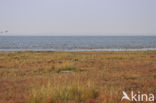 Nationaal park Schiermonnikoog