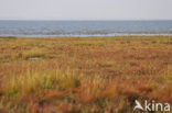 Nationaal park Schiermonnikoog