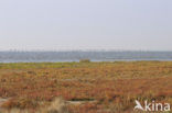 Nationaal park Schiermonnikoog