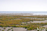 Nationaal park Schiermonnikoog