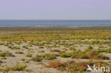 Nationaal park Schiermonnikoog