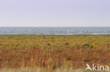 Nationaal park Schiermonnikoog