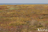 Nationaal park Schiermonnikoog