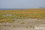 Nationaal park Schiermonnikoog