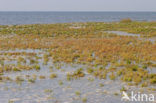 Nationaal park Schiermonnikoog