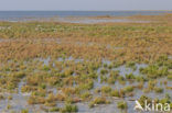 Nationaal park Schiermonnikoog