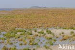 Nationaal park Schiermonnikoog