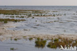 Nationaal park Schiermonnikoog