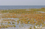 Nationaal park Schiermonnikoog