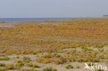 Nationaal park Schiermonnikoog