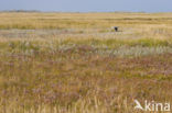 Nationaal park Schiermonnikoog