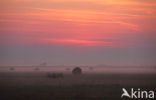 Nederrijn