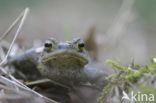 Pad (Bufo sp.)