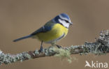 Pimpelmees (Parus caeruleus)