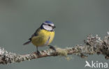 Pimpelmees (Parus caeruleus)