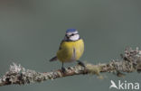 Pimpelmees (Parus caeruleus)