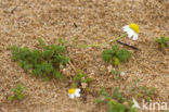 Reukloze kamille (Tripleurospermum maritimum)