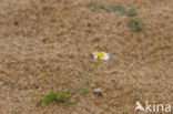 Reukloze kamille (Tripleurospermum maritimum)