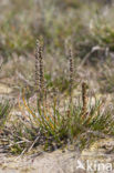 Sea Arrowgrass (Triglochin maritima)