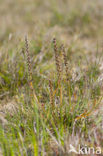 Sea Arrowgrass (Triglochin maritima)